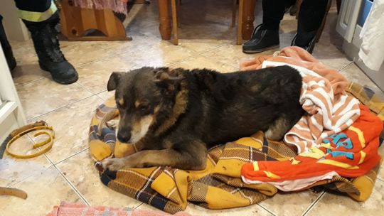 Pies w studni - pomogli strażacy