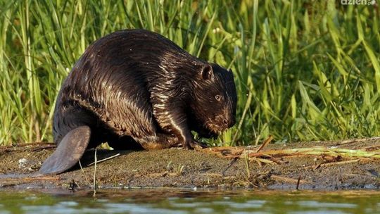 Piesi nie przejdą przez kładkę. Wszystko przez bobry