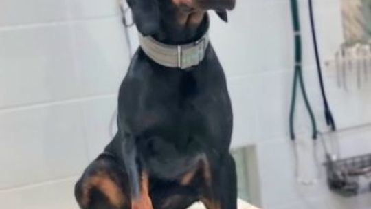 Pilnie poszukiwany właściciel psa!