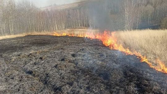 Plaga wiosennych pożarów traw