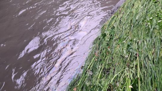 Plama olejowa na rzece Silnica w Kielcach. Interweniowały służby ratunkowe