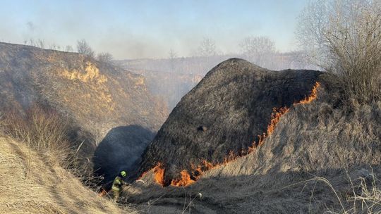 Płoną trawy i nieużytki w powiecie ostrowieckim  