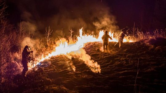 Płoną trawy, płoną żywe stworzenia 