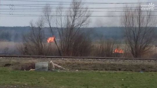 Płoną trawy w Grójcu
