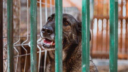 Początek wakacji to początek problemu z porzucaniem czworonogów. Policja apeluje — pies to nie zabawka