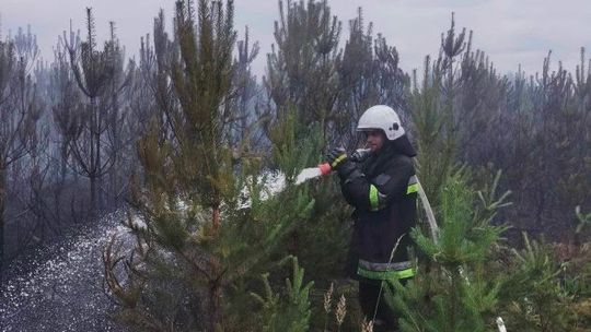 Pół hektara lasu poszło z dymem