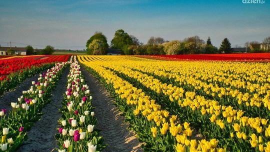 Pole tulipanów w Jadwigowie zachwyca