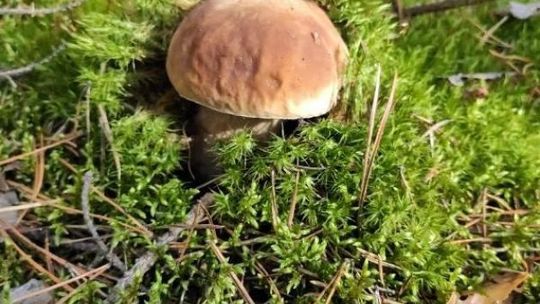 Policja apeluje o rozsądek na grzybach