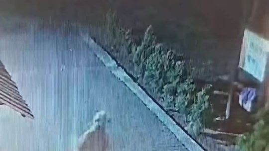 Policja szuka właścicieli psów, które zagryzły alpaki. Wyznaczono nagrodę