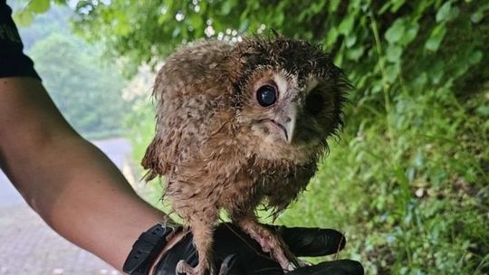 Policjanci uratowali dwie małe sowy 