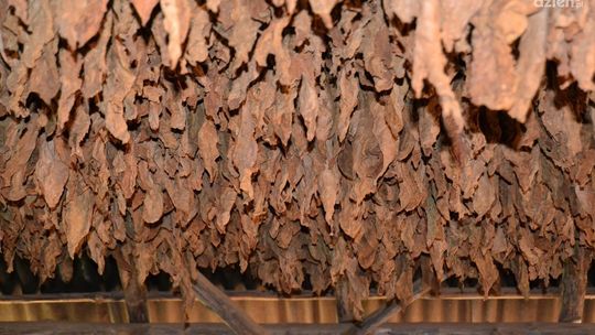 Policjanci z Kazimierzy Wielkiej powstrzymali tytoniową kontrabandę