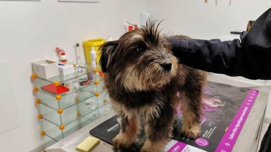 Policjant uratował porzuconego psiaka