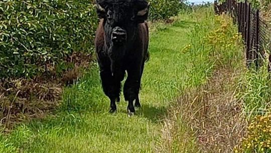 Polowanie na bizona pod Zawichostem 