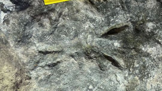 Polscy naukowcy odkryli najstarsze ślady kręgowców na lądzie w Górach Świętokrzyskich