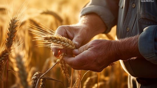 Pomoc krajowa dla producentów pszenicy, żyta, jęczmienia, pszenżyta lub mieszanek zbożowych