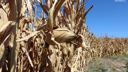 Pomoc suszowa - przedłużenie wniosków 