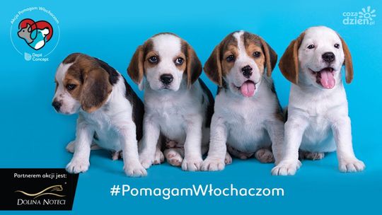 Pomóż włochaczom! Ostrowiec Św. przyłącza się do ogólnopolskiej akcji