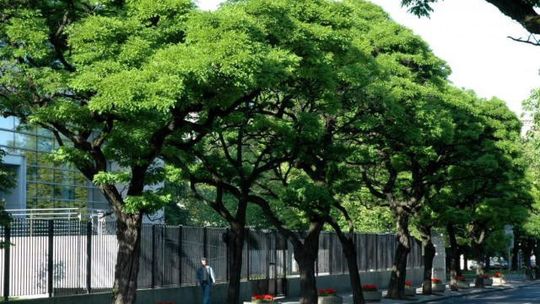 Posadzą miododajne rośliny