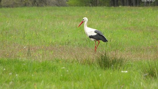 Poszukiwani wolontariusze do liczenia bocianów
