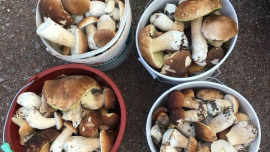 Poszukiwania grzybów oraz ludzi 