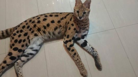 Poszukiwania serwala w powiecie buskim zakończone sukcesem Poszukiwania serwala w powiecie buskim zakończone sukcesem