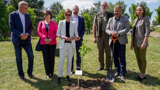 Potomek Dębu Bartka w Ogrodzie Botanicznym