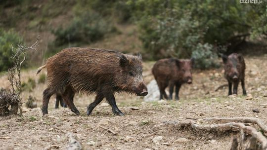 Potwierdzono pierwszy przypadku afrykańskiego pomoru świń (ASF) u dzika na terenie gminy Bodzentyn