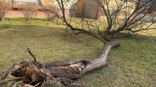 Powalone drzewa, zerwane linie energetyczne