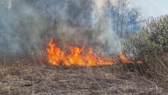Pożar lasu w powiecie staszowskim. W akcji 20 zastępów strażackich oraz samolot gaśniczy