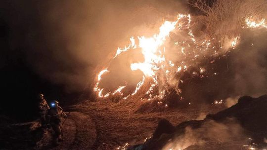 Pożary traw niszczą środowisko i dobytek 