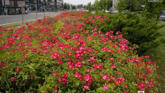 Przygotowania do zielonej rewitalizacji pasa między jezdniami al. IX Wieków Kielc