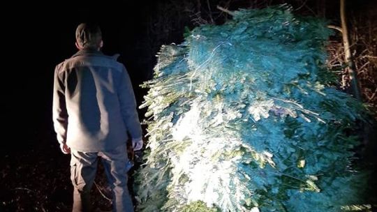 Przyłapani na gorącym uczynku