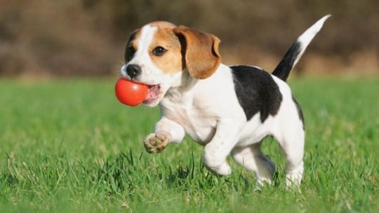 Psie miejsce do zabawy 