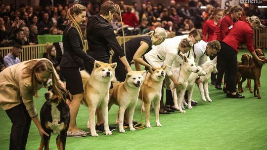 Psie piękności w Targach Kielce