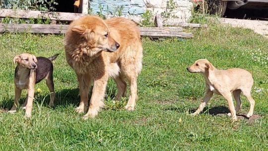 Psy szukają właściciela