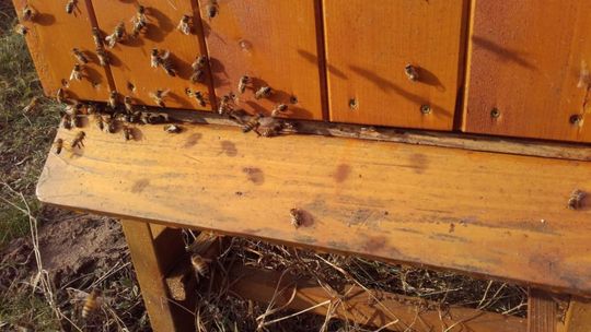 Pszczelarze podnoszą swoje kwalifikacje