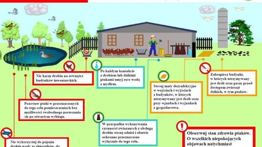 Ptasia grypa w Ćmielowe - wojewoda określił zasady, których należy przestrzegać w celu ochrony gospodarstwa! 

