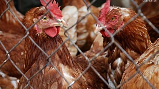 Ptasia grypa w gminie Ćmielów