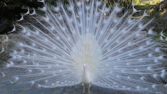 Puławy. Z wizytą u księżnej Czartoryskiej