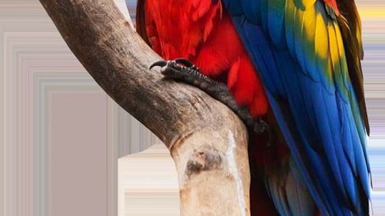 Raj dla miłośników ptaków - Park Papug w Sabat Krajno