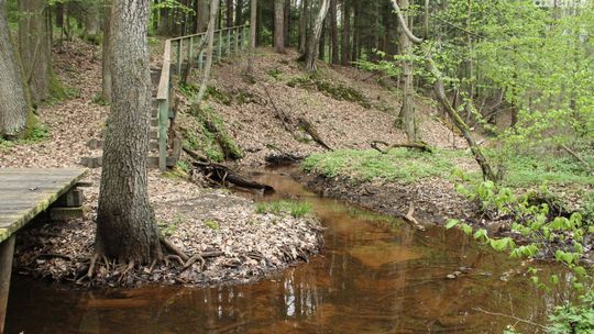 Rezerwat Rosochacz w Lubieni - Zdjęcia