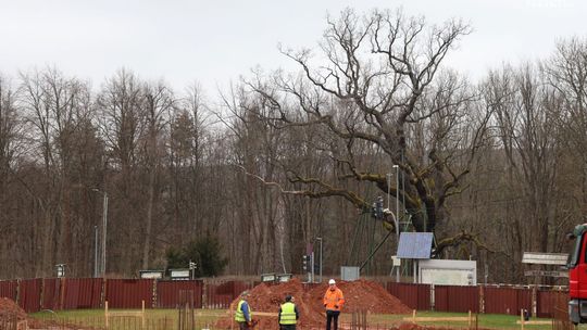 Roboty budowlane w Zagnańsku przy dębie Bartek rozpoczęte