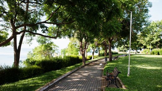 Rola ekspertów z zakresu dendrologii