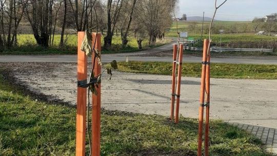 Rośliny miododajne również w gminie Sadowie