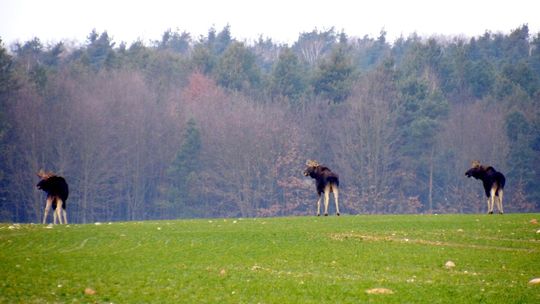 Sąd ma rozstrzygnąć ważność uchwały o likwidacji Rudzkiego Parku Kulturowego 