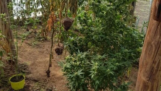 Sadził marihuanę, odpowie przed sądem 