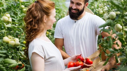 Sadzonki pomidorów online - rozsady młodych roślin do Twojego ogrodu