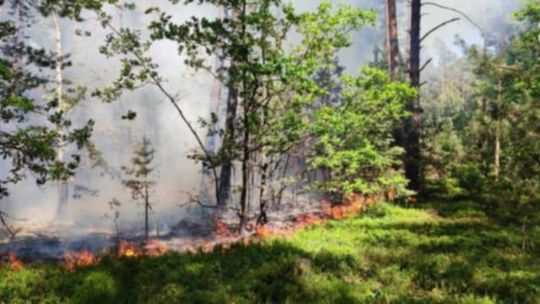 Samolot pomagał strażakom w gaszeniu pożaru na peryferiach Ostrowca 