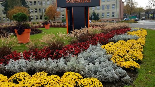 Samorządowcy wspierają producentów chryzantem