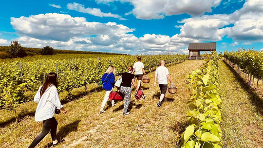 Sandomierskie winnice  znowu zapraszają 